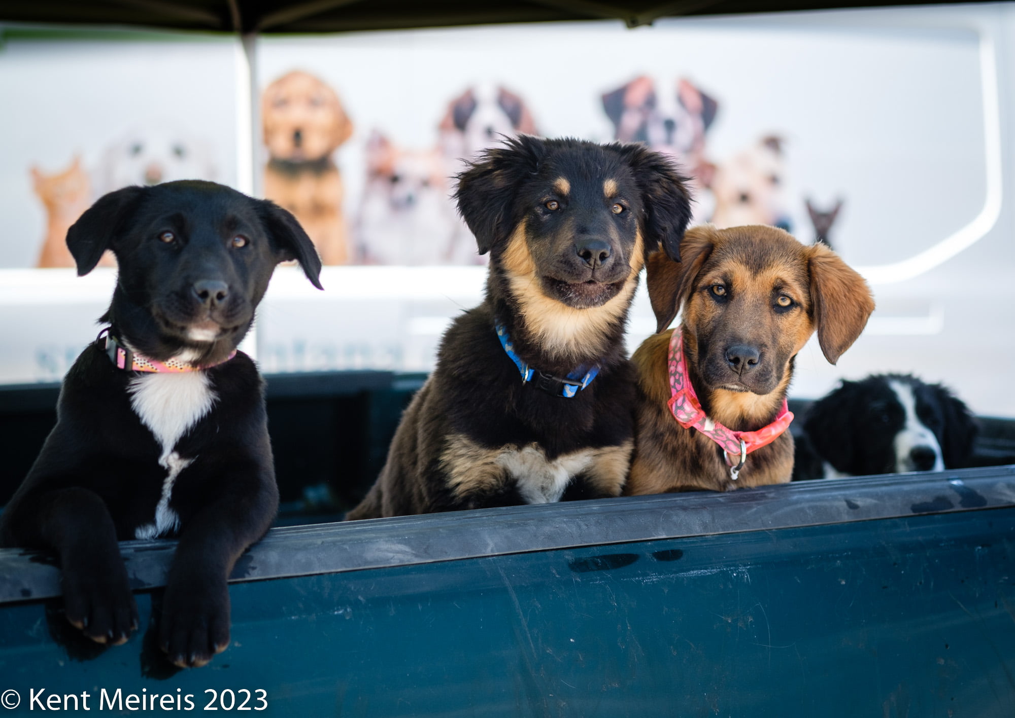 Arlee Spay and Neuter Clinic